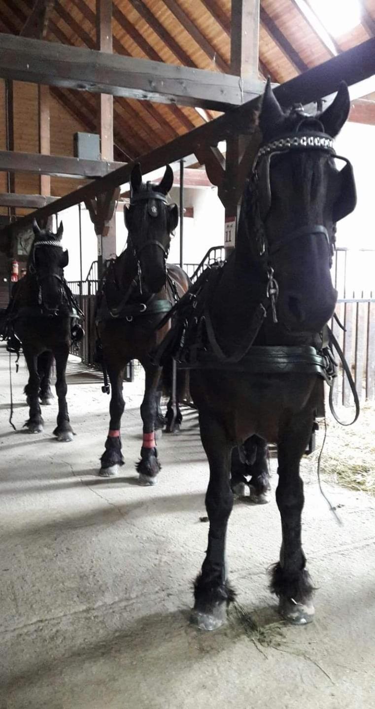 Agroturystyka Agro-Podkowka Marciszow Bagian luar foto